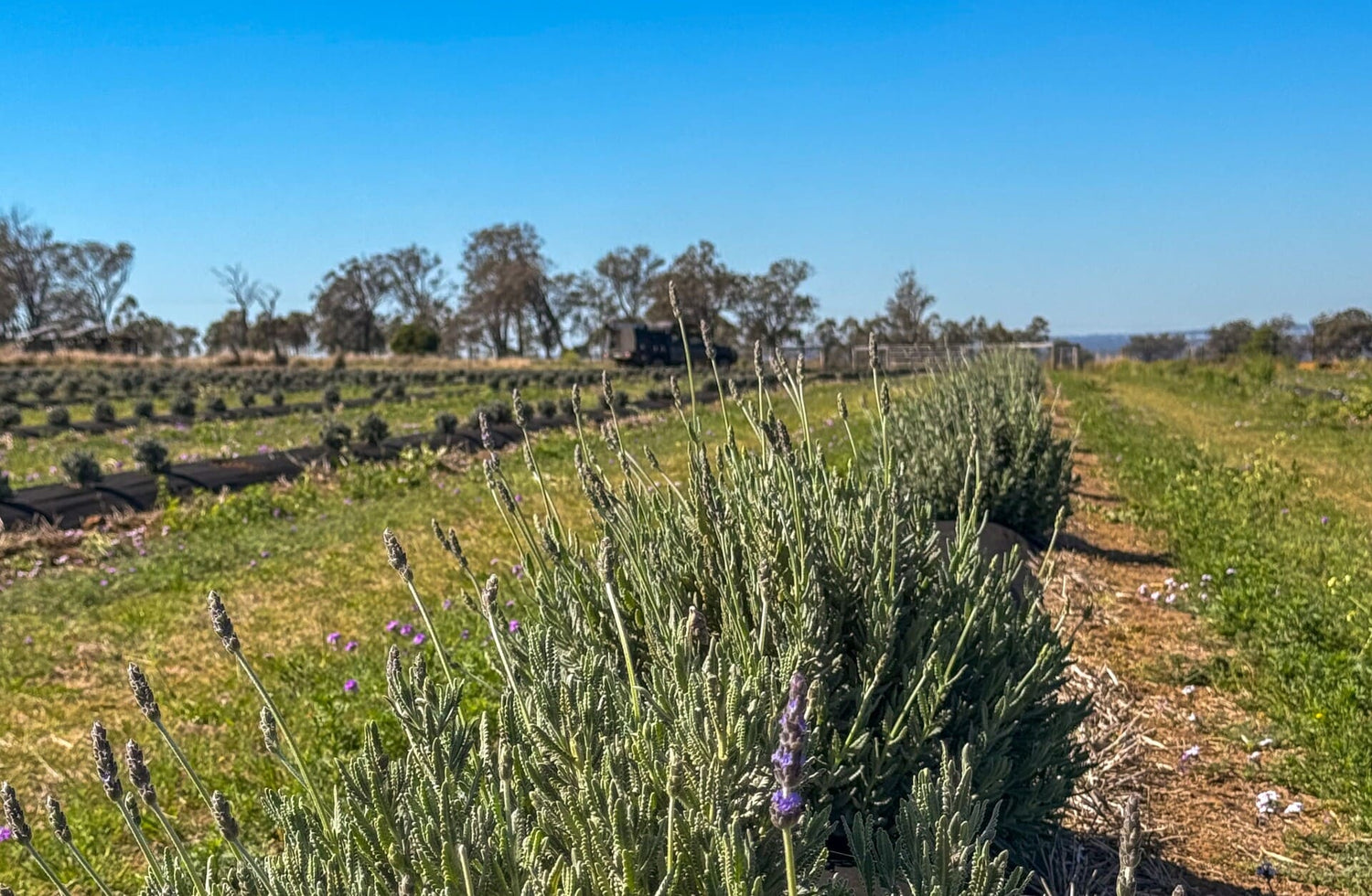 Row of lavender plants at Goombungee wedding venue Back Paddock Botanical