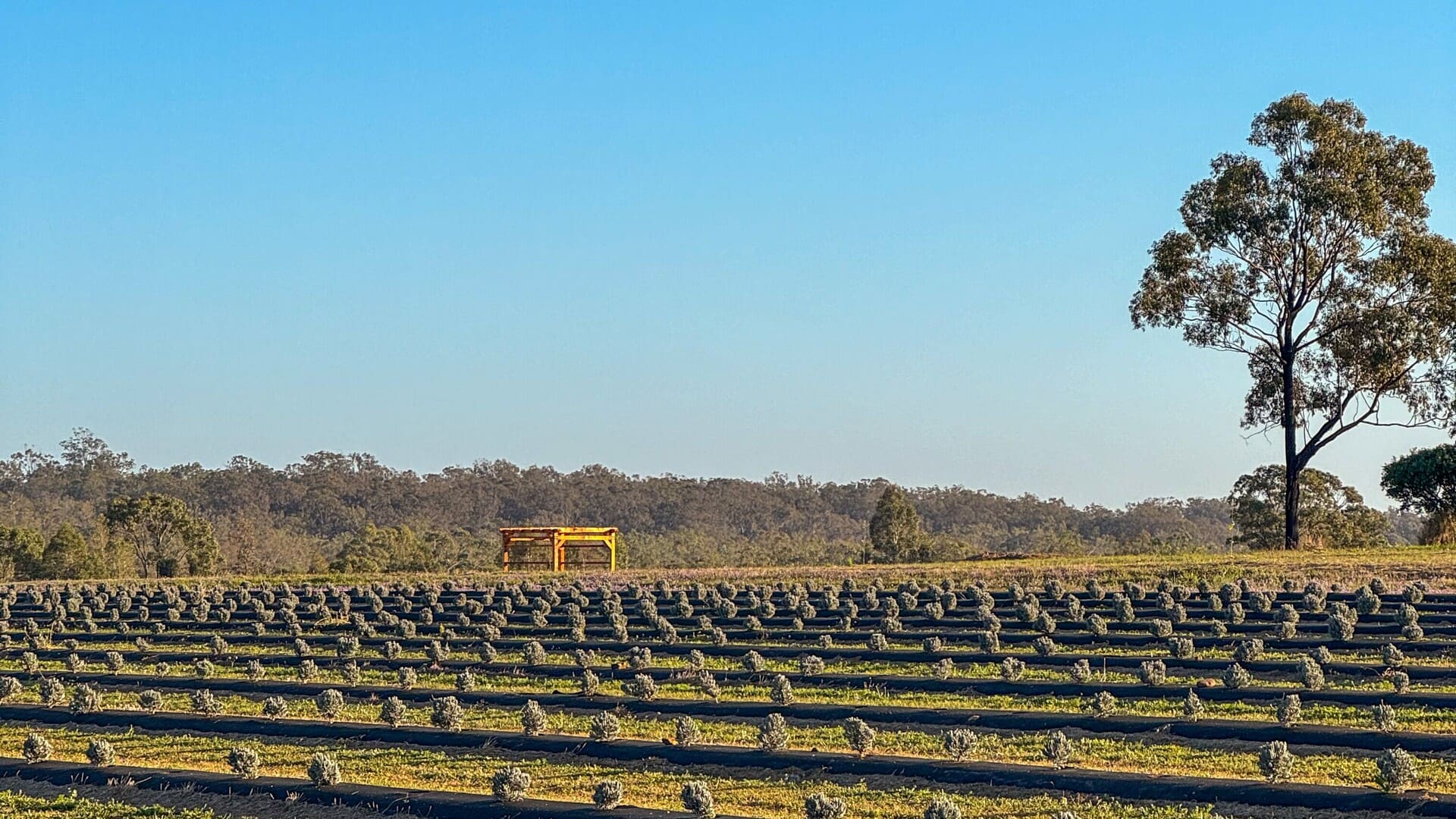 Rows of lavender with the timber pergola in the background at Goombungee wedding venue, Back Paddock Botanical