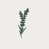 Lavender products