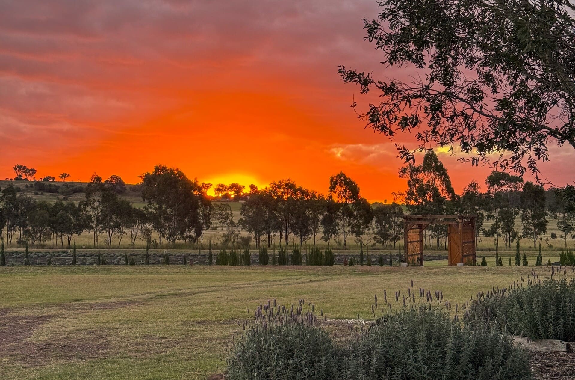 Orange sunset over the lavender fields and pergola at Back Paddock Botanical