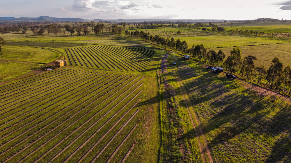 Aerial view of the lavender rows and paddocks beyond Back Paddock Botanical, with caravans in view.