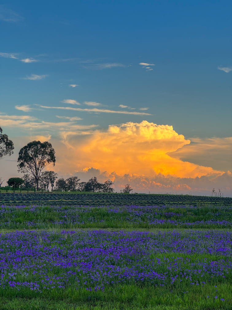 Striking white and yellow clouds on a blue sky with a lavender field in the foreground.