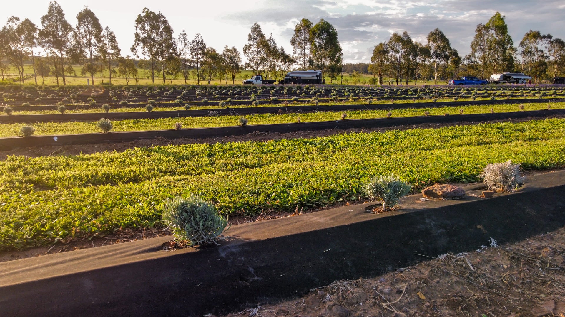 Caravans parked behinds fields of young lavender rows at Back Paddock Botanical, Goombungee caravan site.