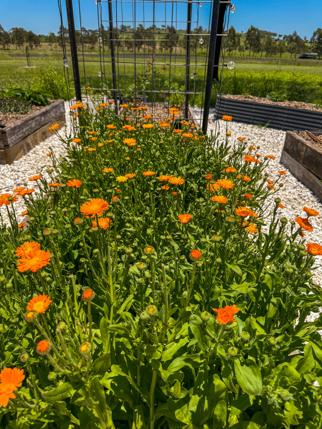 Garden of orange calendula flowers