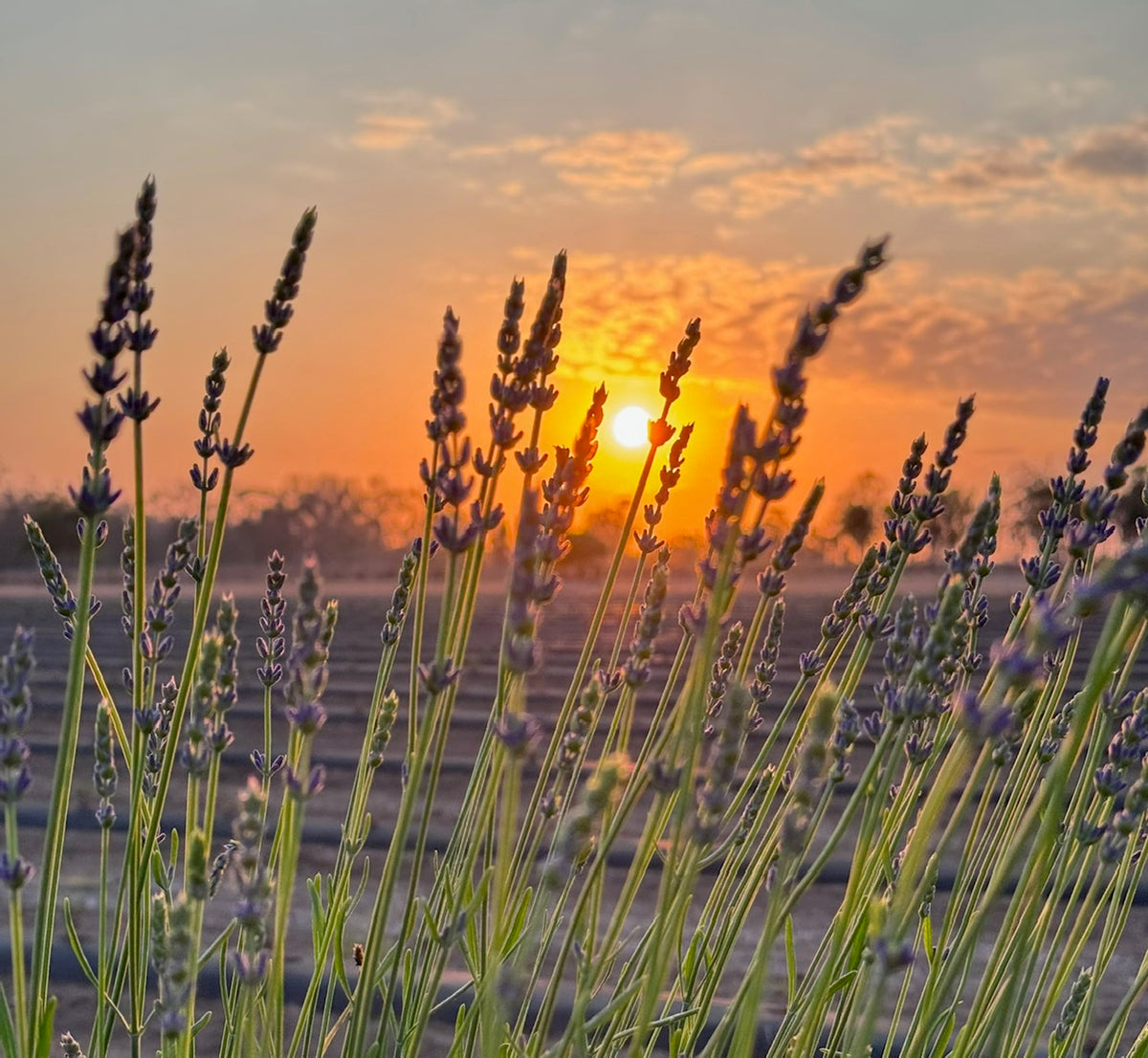 Back Paddock Botanical - Lavender and Herb Farm, Queensland