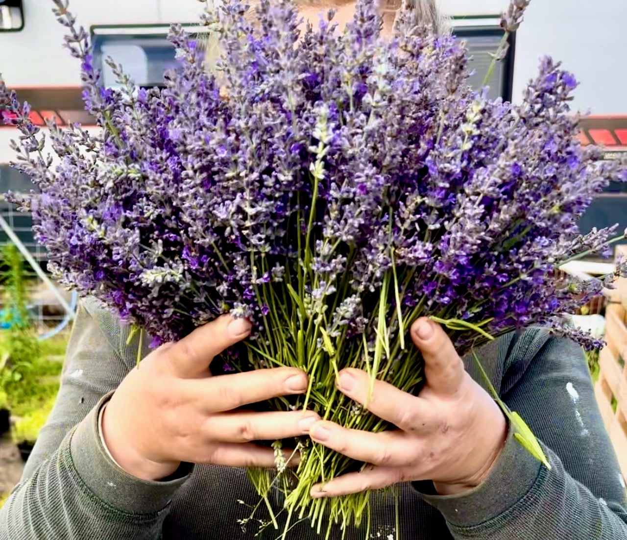 Woman holds two handfuls of lavender covering her face