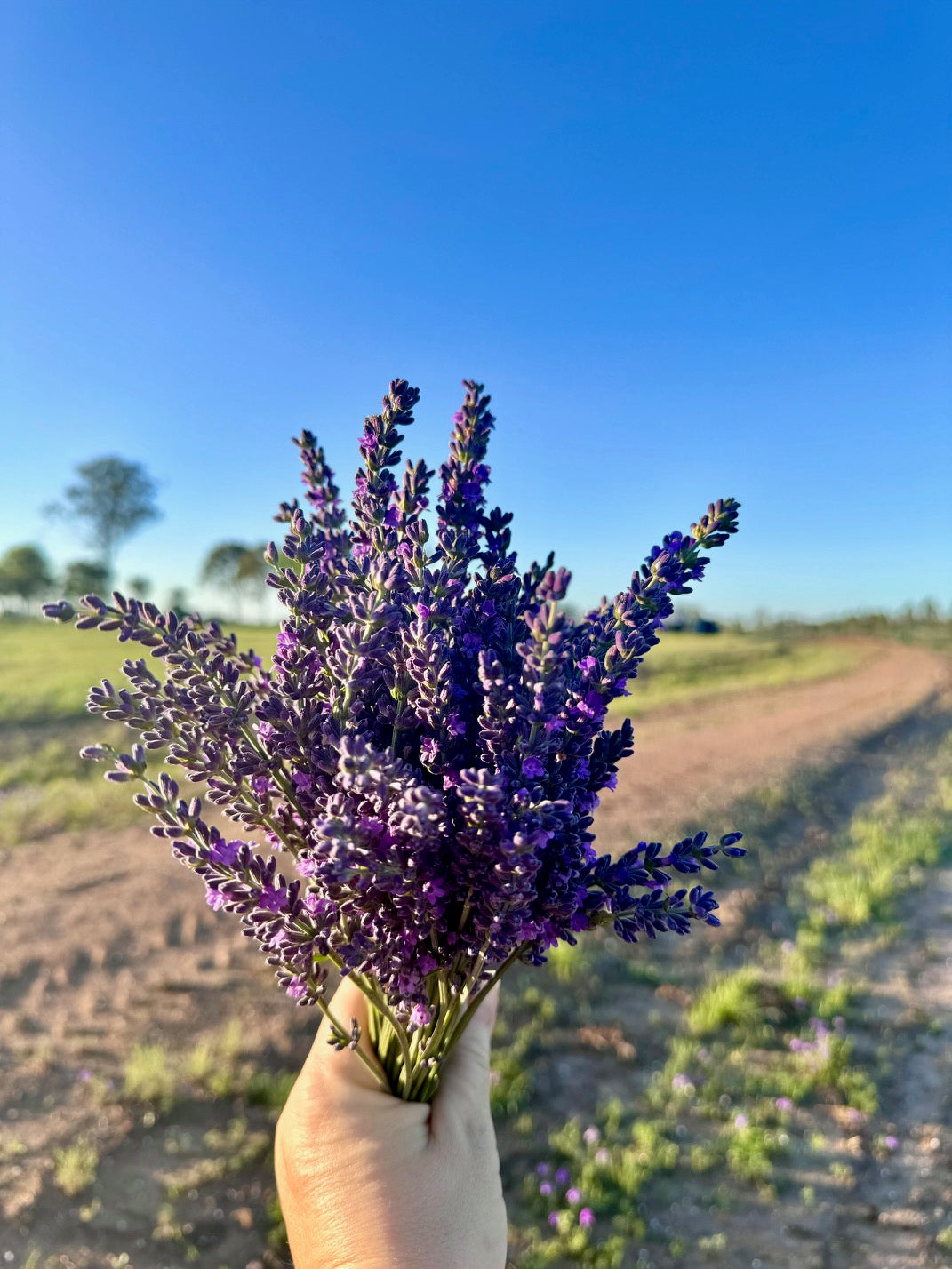 Bouquet of lavender against the backdrop of the farm and sky