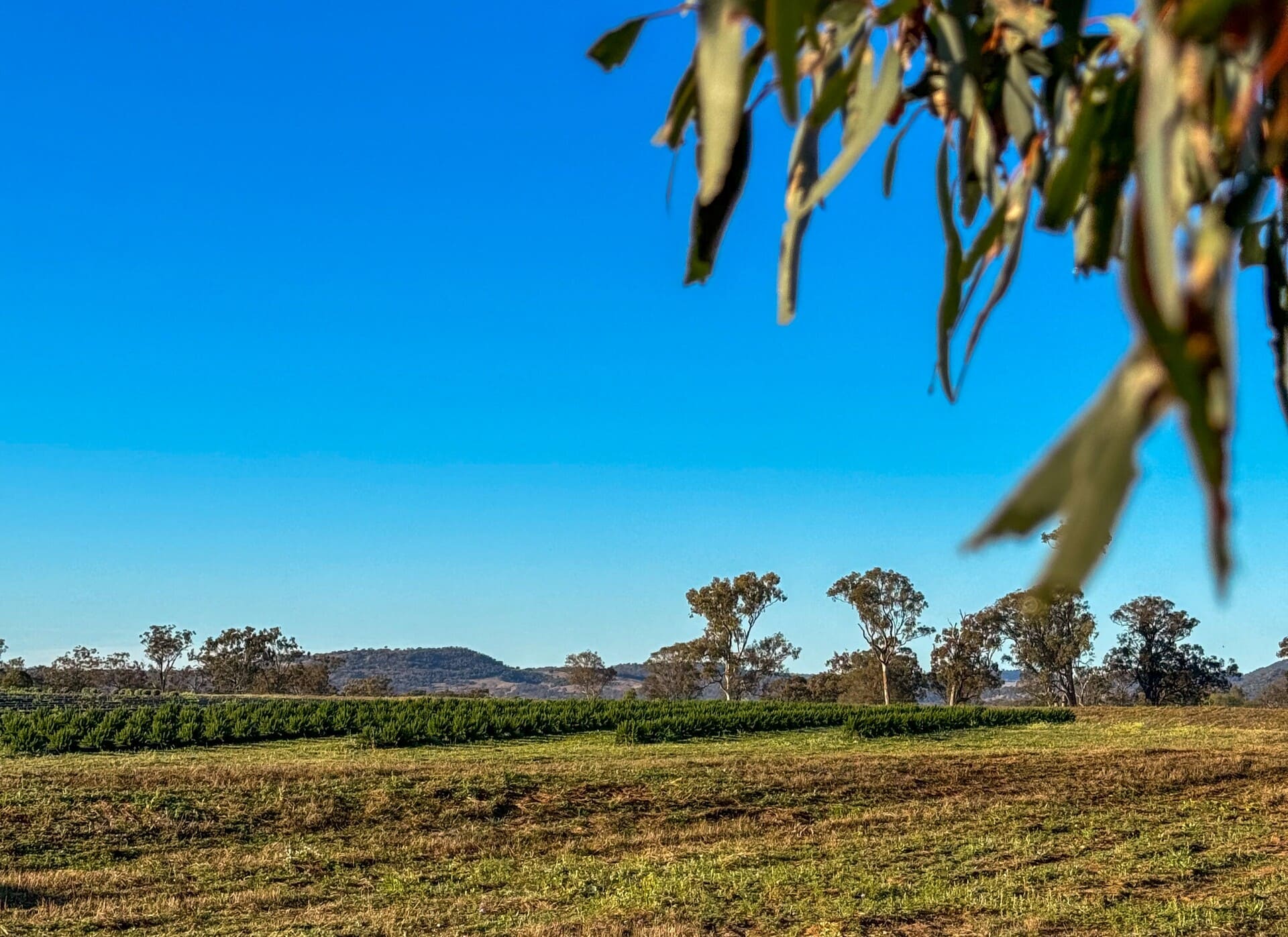 Rosemary field with blue skies and mountains in background