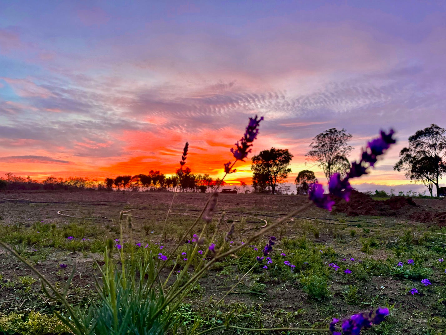 Orange and lilac sunset with lavender sprigs in the foreground