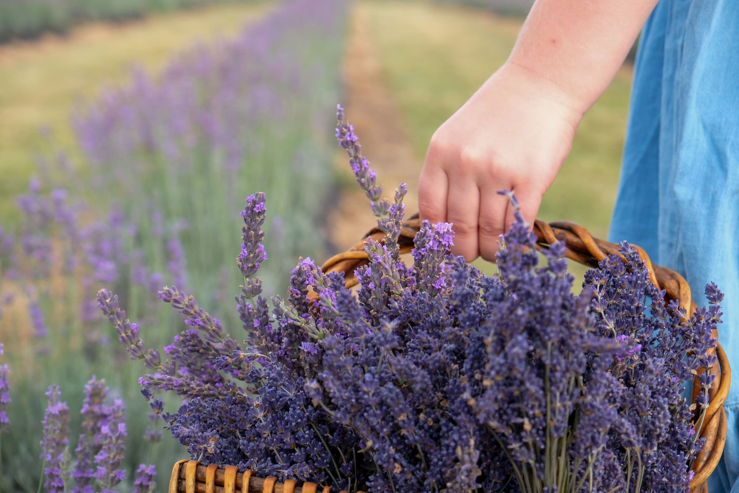 Child's hand holding a basket of lavender in a field