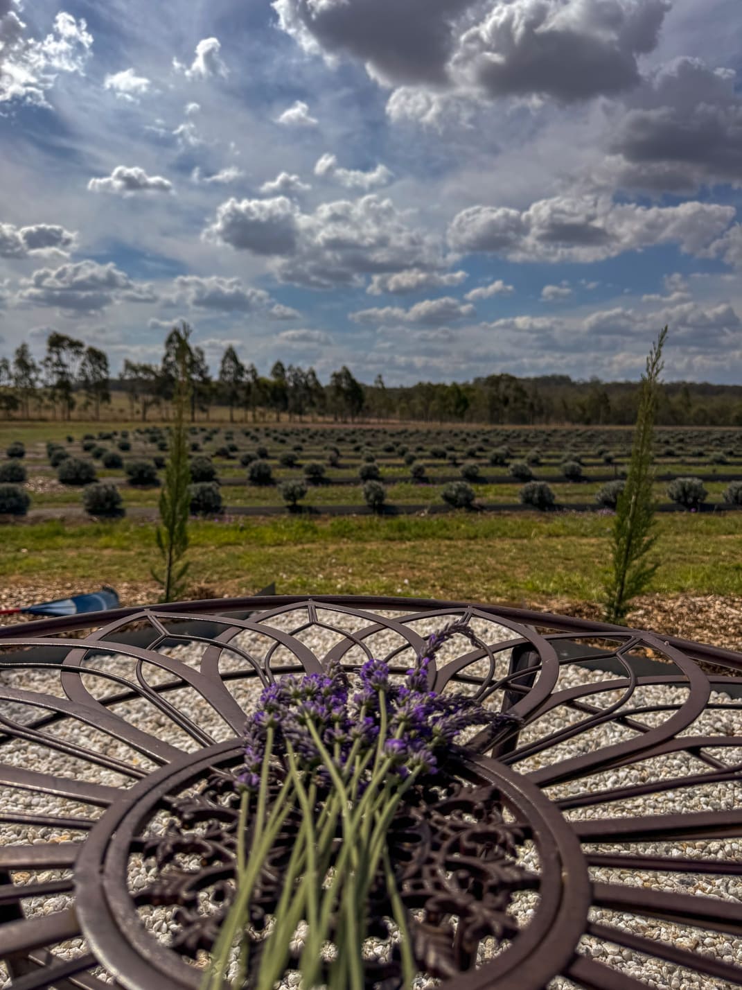 Lavender flowers on a metal table overlooking the lavender fields at Back Paddock Botanical