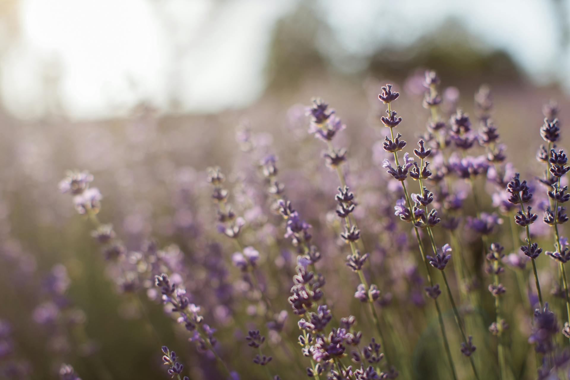 Lavender flowers in a field with a blurred background