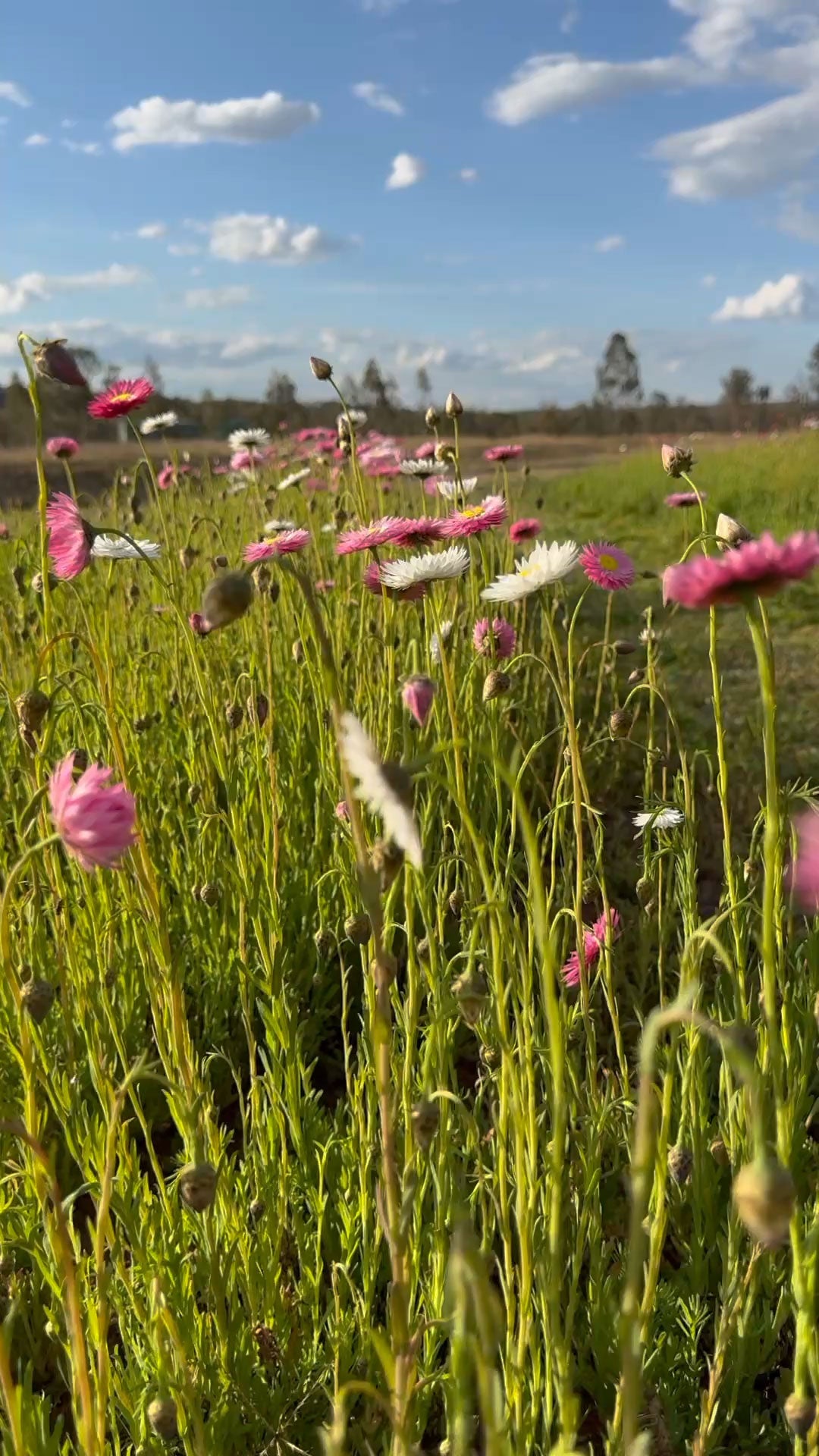 Row of pink and yellow flowers in a field